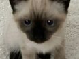 Babykatze Siam gemischt in 58285