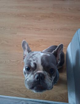 Französische Bulldogge merle - Waldkraiburg
