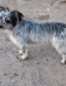 Tristan - Süderholz