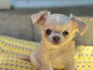 Wunderschöne Chihuahua Welpen - Lindenberg (Allgäu)