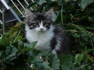 Maine Coon Sibirien Mix Kitten - Saarbrücken