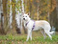 Freundliche Sunny sucht ihre Familie - Duisburg