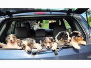 Australian Shepherd Welpen abzugeben - Dannenberg (Elbe)