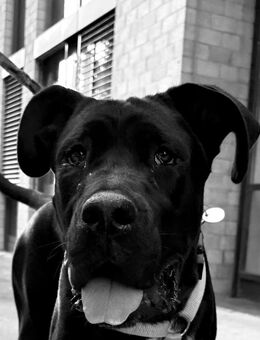 Champ sucht für immer zuhause - Köln