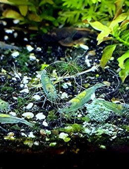 Blue Jelly, Zwerggarnele, reinerbig, ab 1,70€, Versand/ Abholung - Mechernich