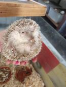 junge Igeltanrek Tanrek Igel Geschlecht unbestimmt in 01844