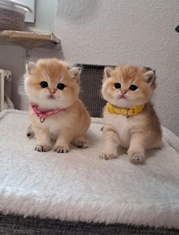 Bkh reinrassige Kitten Gold schadet - Osnabrück