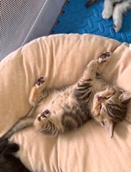 BKH kitten - Büdingen