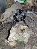 Lasiodorides striatus 0.1 (sub)adult in 42549