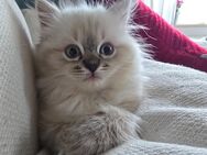5 Ragdollkitten suchen liebevolles Zuhause - München