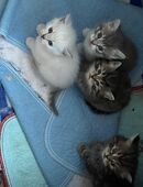 Vier Wunderschönen BKH/BLH kitten suchen neues Zuhause (NUR RESERVIERUNG) in 12353