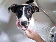 Snoopy ist ein verschmustes Zwergerl - Elsdorf (Nordrhein-Westfalen)