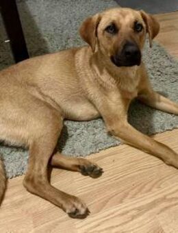 Viszla Mix Hündin, 1 Jahr - Kappeln (Schleswig-Holstein)