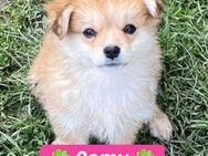 💖 Romy💖 - Markkleeberg