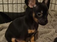 Pinscher Mix Welpen