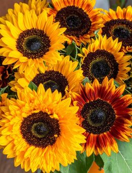 Sonnenblumen Samen Saatgut Mix Vielfältige Bunte Mischung Pflanze - Pfedelbach