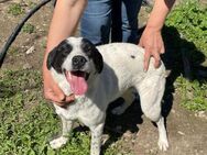 🌟Verspielter Bruce sucht dich🐕💛 - Eislingen (Fils)