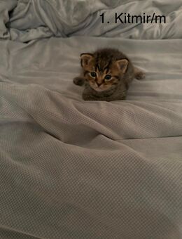 BKH Kitten abzugene 200€ VB - Remscheid