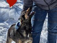 Voller Lebensfreude+ sehr sozial= KIRA♥️ - München