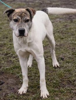 King braucht seinen Menschen - Flörsheim-Dalsheim
