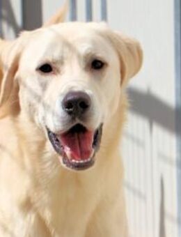 BARRY - so ein hübscher und netter Kerl - Regensburg