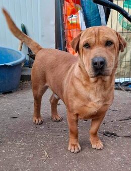 Chubby von der Str. in RO gerettet - Blankenheim (Nordrhein-Westfalen)