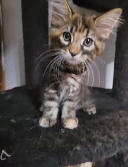 Maine coon kitten - Lübeck