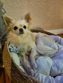 Chihuahua Rüde in 29633