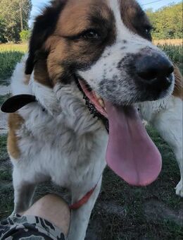 Ruslan - stattlicher freundlicher Rüde - Köln