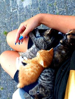 Sehr zahme und anhängliche Kätzchen Katzenbabys Kitten - Woggersin