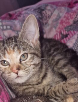 Katzenbabys abzugeben - Waldbröl