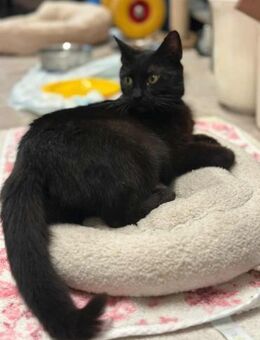 Lackfellchen Nia sucht ihre Familie - Margetshöchheim