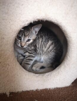 Kitten, Fichtelgebirge - Marktleuthen Zentrum