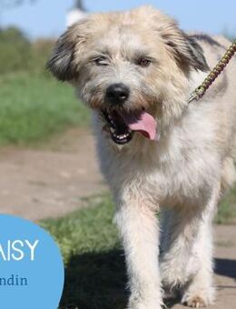 Freundliche Daisy sucht ihr Zuhause - Tarmstedt