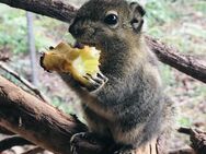 Baumstreifenhörnchen Tamiops wegen Umzug abzugeben - Bechtolsheim