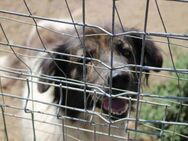 Reneé - die Menschenbezogene 🐾 - Elsdorf (Nordrhein-Westfalen)