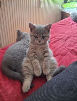 Kitten BKH - Jungen und Mädchen - Krefeld