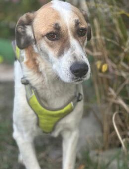 BELLA(*2021)sucht ein liebevolles Zuhaus - Landau (Pfalz)