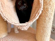 Kätzchen männlich 🐈‍⬛ - Backnang