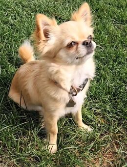 Chihuahua sucht ein Zuhause - Obermeitingen