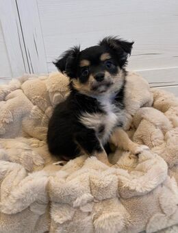 Reinrassiger Chihuahua Welpe Rüde Black Tricolor Langhaar sucht liebevolles Zuhause - Lanitz-Hassel-Tal