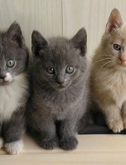 Katzenbabys Edelmix BKH x Russisch Blau Kitten - Wischhafen