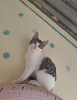 FiV+ Katze Livi aus dem Tierschutz - Grevenbroich