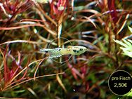 Snakeskin Neon, Endler, Guppy, reinerbig - Mechernich