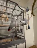 Verkaufe Graupapagei in 19217