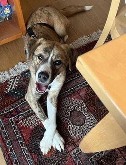 toller Rüde, Bowie auf PS in Bonn sucht - Köln