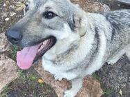 Capo Schäferhundmix Rüde 3 Jahre in GR - Reutlingen