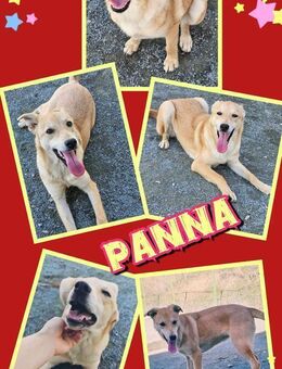 Hübsche Panna - bald auf Pflegestelle! - Nürnberg