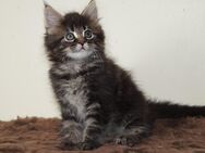Kräftige Maine Coon Babys aus Berlin - Berlin