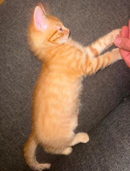 Kleiner roter Tiger Kater - Leimen (Baden-Württemberg)